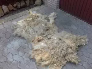 Vom Schaf zum fertigen Produkt Zwei der Waldschafvliese